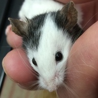 愛菜（あいな）