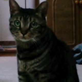 甘えん防で気の優しい男の子