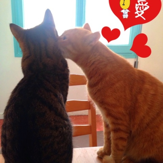 虎男のママのカバー写真
