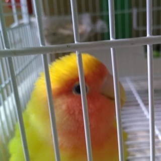 コザクラインコ