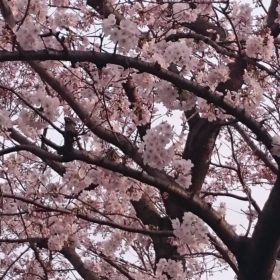 ロコのカバー写真
