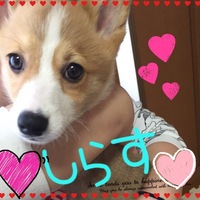 しらす