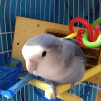 ぴよんちょ