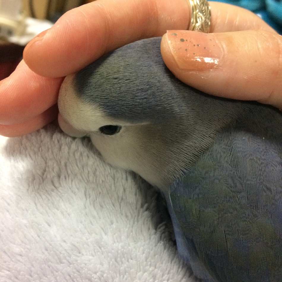ぴよんちょのカバー写真