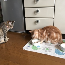 まさかのおデブニャン