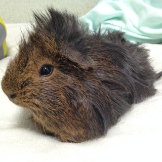 人懐っこく、可愛いさんちゃん