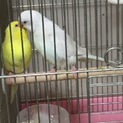 セキセイインコペア