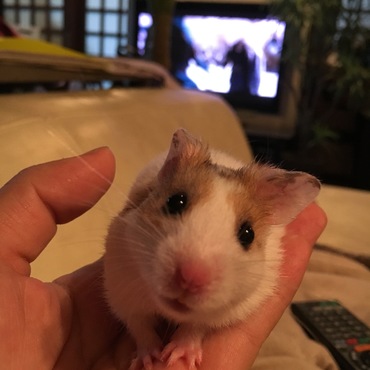 そんな目で見つめないでぇ(*´艸`*)きゅん