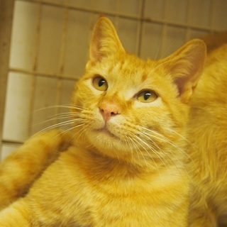 可愛い若ちゃん　里親さん募集中