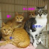 可愛い若ちゃん　里親さん募集中 サムネイル3