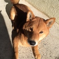 里親さん募集中‼︎人懐っこい柴犬です。