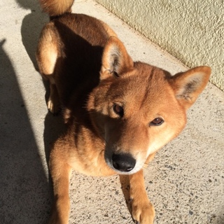 里親さん募集中‼︎人懐っこい柴犬です。