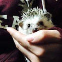 ハリネズミ男の子