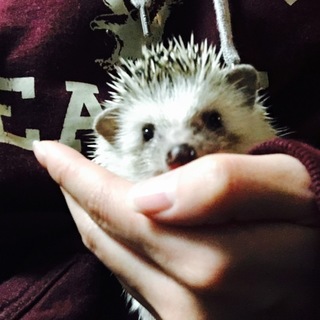 ハリネズミ男の子