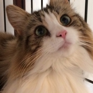 長毛美男子くん