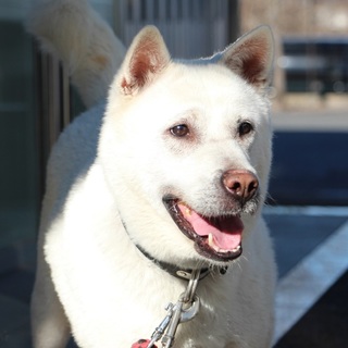 のんびりのんちゃん