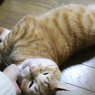 顔に似合わず(？)甘えん坊。気立てのいいミニケル