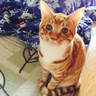 かわいいトラ柄の男の子です