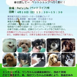 ☆★☆里親様譲渡会☆★☆　幸せ探してペットショップへ行く前に！