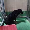 超危機的！期限切れのワンコ７頭　③黒い女の子♀