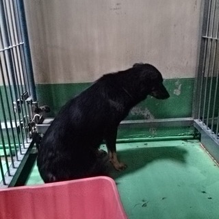 超危機的！期限切れのワンコ７頭　③黒い女の子♀