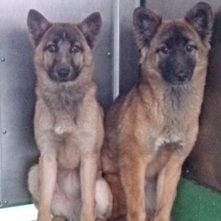 超危機的！期限切れのワンコ７頭　⑤茶色姉妹♀右