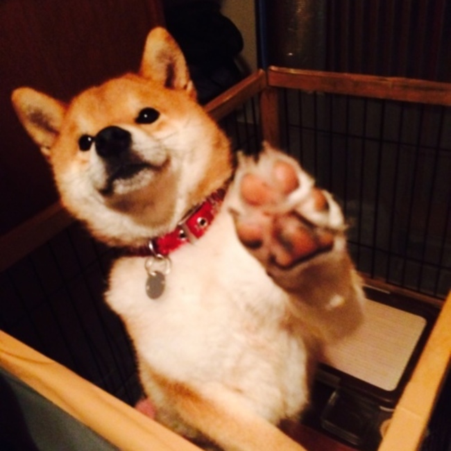 ちょむ丸のカバー写真