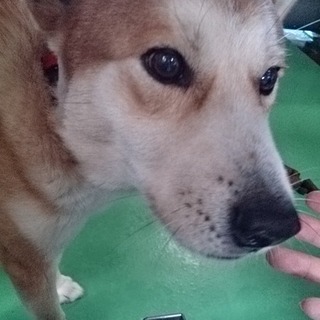 処分対象から一般譲渡へ！イチオシ茶白君♂