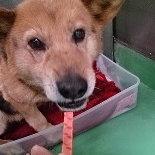 超危機的！期限切れのワンコ７頭　⑦ムチムチ君♂