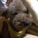 新しい御家族の元に♪♪
