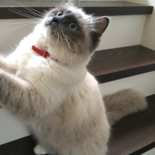 ラグドールの女の子です