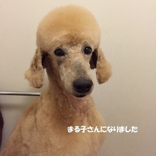 スタンダードプードル ♀ 推定7才 エリッサ