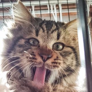 楽しい楽しいモフにい8か月