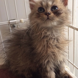 チンチラゴールデン子猫