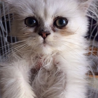 チンチラシルバー