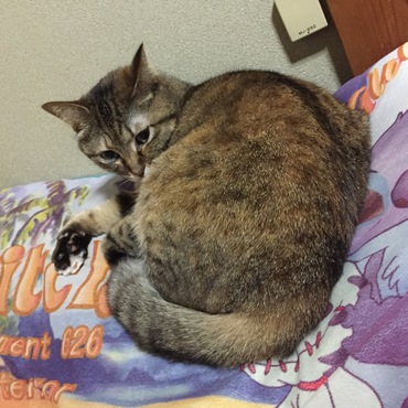 の写真