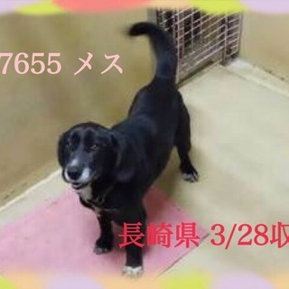 里親様が決まりました　ありがとうございました