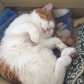 ごろすり甘えん坊おにぎり君