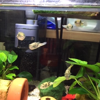 アベニーパファー１０匹の里親募集！