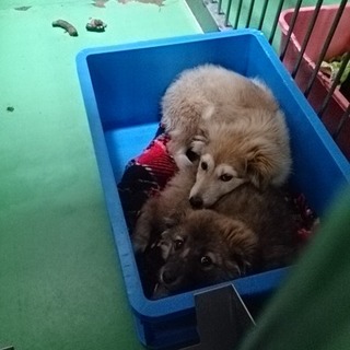 超危機的！期限切れのワンコ７頭　①ふわ焦茶子犬♀