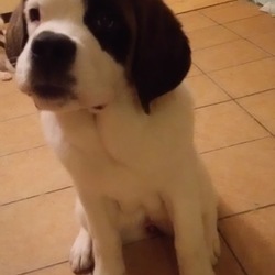 「セントバーナードの子犬」サムネイル2