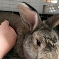 ロップとレッキスのハーフ