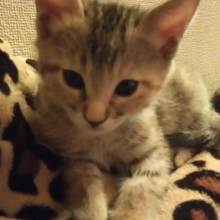 子猫の里親募集！