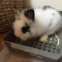 (募集終了…)ふわっふわ毛並みのミニウサギくん