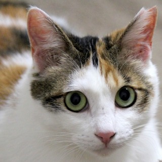 とびっきりの甘えん坊は人見知り・・美貌！グラシア