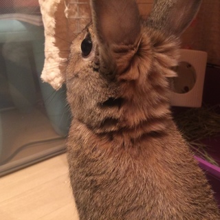 ネザーランドドワーフ1歳8か月