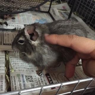 ブルーデグー1才半の里親様募集