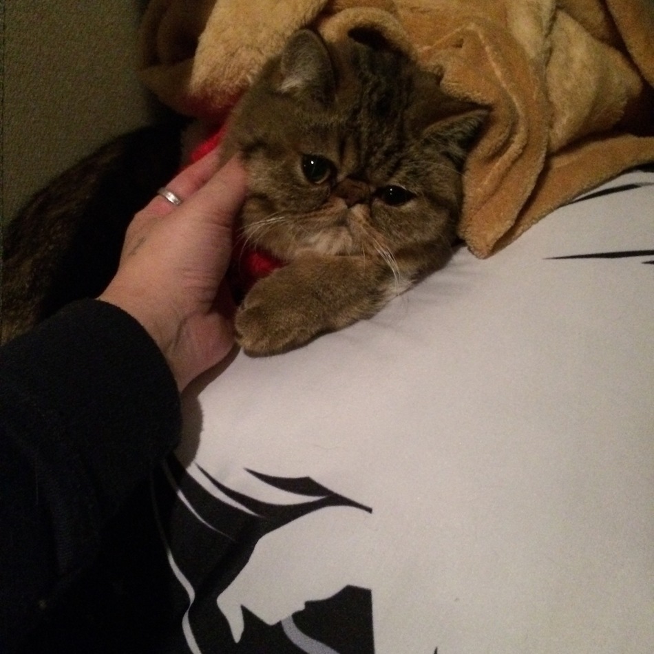 ゴヌぅのカバー写真