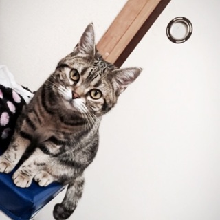 アメショーの女の子「まろんちゃん」