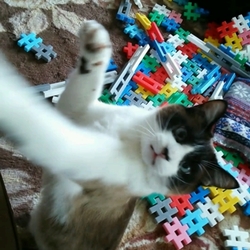 「久々にオモチャを持ってきた たぬ君」サムネイル1